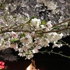 天気も良くて、桜舞散りまして…