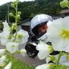 接写でござる