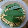 セージ納豆とセージ茶、セージ石鹸