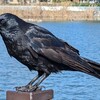 カラスのあしが好きすぎる。
