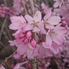 🌸桜開花した宇都宮、花三昧なジテツウ😃