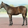 【東サラ】2023年度募集馬評㊻レッドシャーロットの22