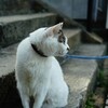 【尾道】猫と坂道と骨董品【α7II、summicron 5cm F2】 - 伊藤浩一のモバイルライフ応援団