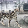 【リラックスした動物多数】多摩動物公園に行く