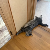 通せんぼ