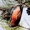 珍しい野鳥の姿（秦野市）