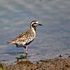ムナグロの小群