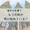 今年は、もう花粉が飛び始めている？暖冬だとスギ花粉の飛散開始は早くなるとかとか…（2024年1月下旬時点）