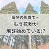 今年は、もう花粉が飛び始めている？暖冬だとスギ花粉の飛散開始は早くなるとかとか…（2024年1月下旬時点）