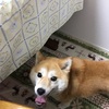 雷が怖いイチゴと実家の犬