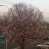 家の桜もようやく満開だけれど