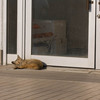 飼い猫と野良猫（２）