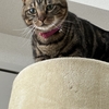 真っ直ぐな猫ちゃん🤔💓