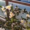 全部咲いてね