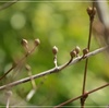 山茱萸の蕾