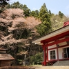 八溝山日輪寺の山桜・・①