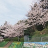 園庭の桜が満開です・お花見