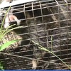 熊本市西区で特定外来生物のアライグマ捕獲　農作物に被害