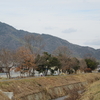 柳川「桜を植える活動」枯れた松を倒す