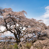 【花の福島2021】福島市・芳水の桜に会ってきました！