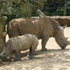 気分転換にハミルトン動物園に行く