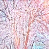 桜 さくら サクラ #44