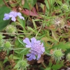 白山ホワイトロードの高山植物