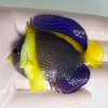 【現物16】スクリブルドエンゼル 7cm±! 海水魚 ヤッコ 15時までのご注文で当日発送【ヤッコ】