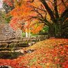 「人吉城跡」綺麗な紅葉