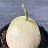 95日目：いよいよ95日目！