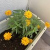 はてなブログ移行、５年12か月