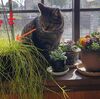 猫は雨が降ったら家の中で　＆　遅い春
