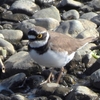 鳥撮散歩　ウグイス狙いで出かけたのですが