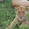 【アフリカの動物】「娯楽」と「お金」に翻弄されるライオン