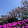 桜が終わり掛けな神奈川の真ん中ら辺の風景