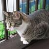 雨上がりのベランダ