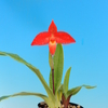 Phragmipedium besseae