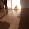 「早くトイレ洗えよ」猫さんの訴え