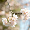 上野恩賜公園の大寒桜　　その２＠東京都台東区上野公園・池之端