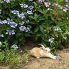 6月 うさぎ島（大久野島） 満開の種々の紫陽花の中の うさぎさん達、大久野島グラウンドにて