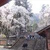 【妙義神社】　滝のように咲くしだれ桜の絶景と豪華な社殿