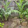 ロック花壇の改装計画とゴロタ石の使い道