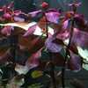 ロタラマクランドラ②　　　　　　　　　　　　　　～渋めの赤系水草～