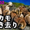 0712【カルガモ引っ越し置き去り悲劇】12雛鴨、カラス親子、カワセミ雄雌、ヒヨドリ雛。ガンマイクテスト【今日撮り野鳥動画まとめ】身近な生き物語