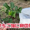 【ナメクジ対策】卵の殻で虫除けできる？いちごの畝すき込んでみました！