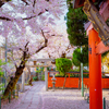 京都・西陣 - 櫻宮神社の散り桜