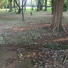 東京都２３区内の大自然！光が丘公園に行ってきた！