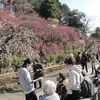 梅の花が見ごろ　東京・大田区池上梅園