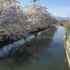 安曇野、桜満開です！お花見してきたよ