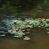 ヒメシロアサザの花は小さい
